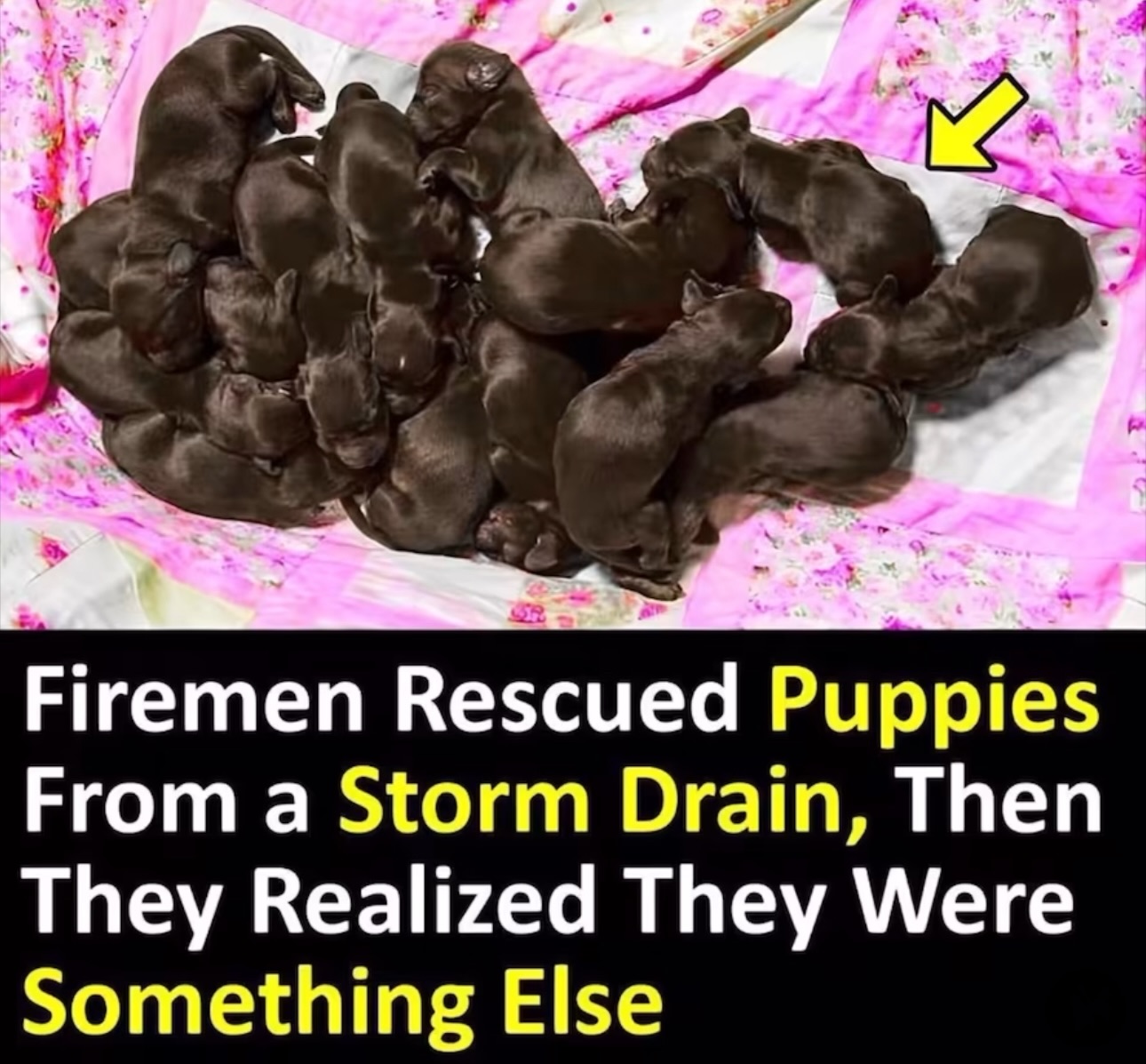 Firemen Rescued Puppies From a Storm Drain, Then They Realized They Were Something Else.