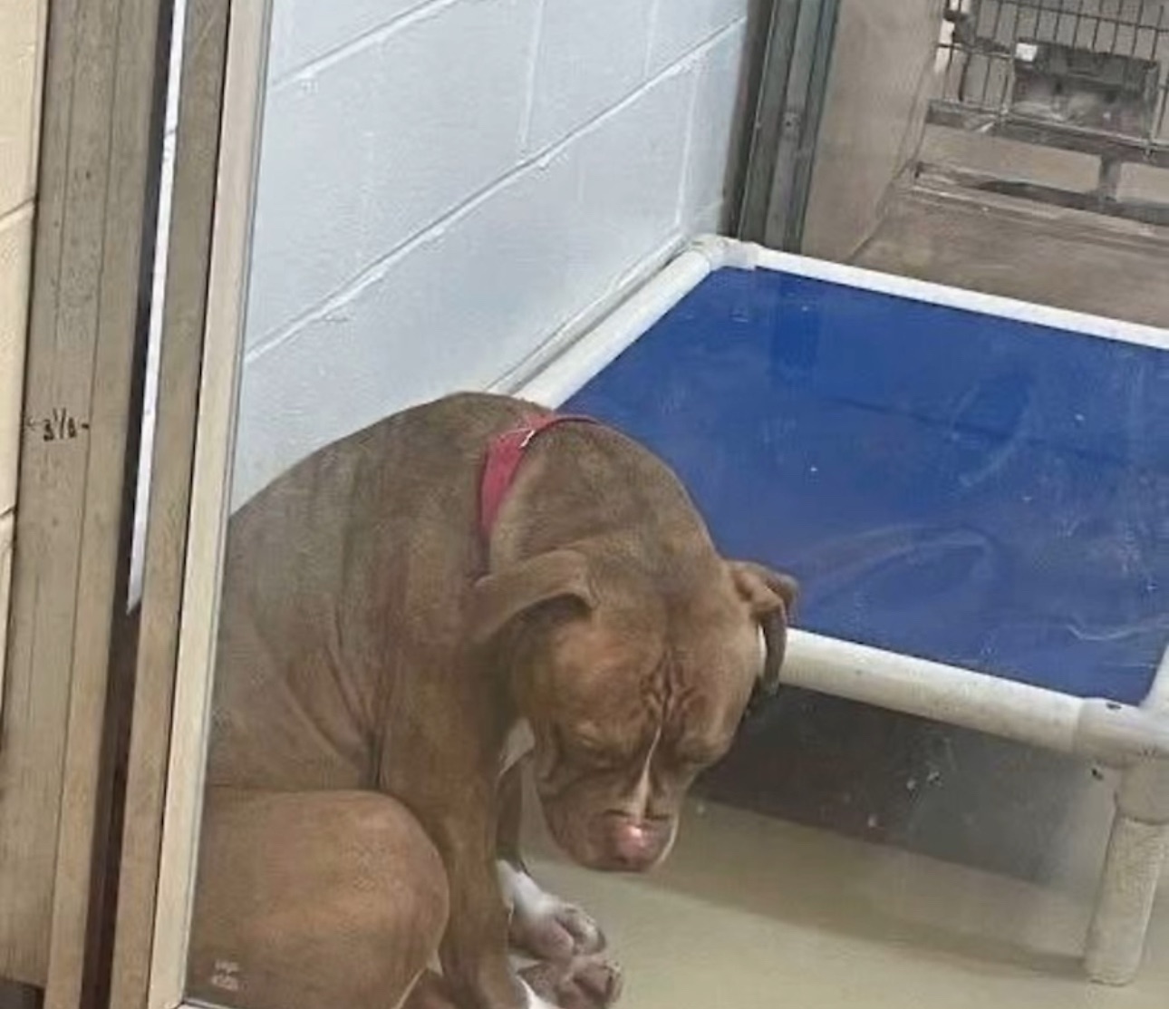 Heartbreaking photo shows shelter pit bull “losing hope” after adoptions fall through — still looking for a home