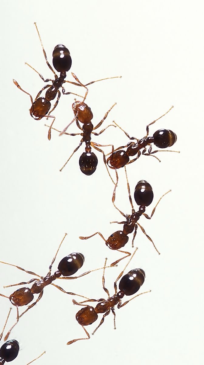 My Nana’s 5-Minute Trick to Keep Ants Away Naturally — No Chemicals, No Fuss