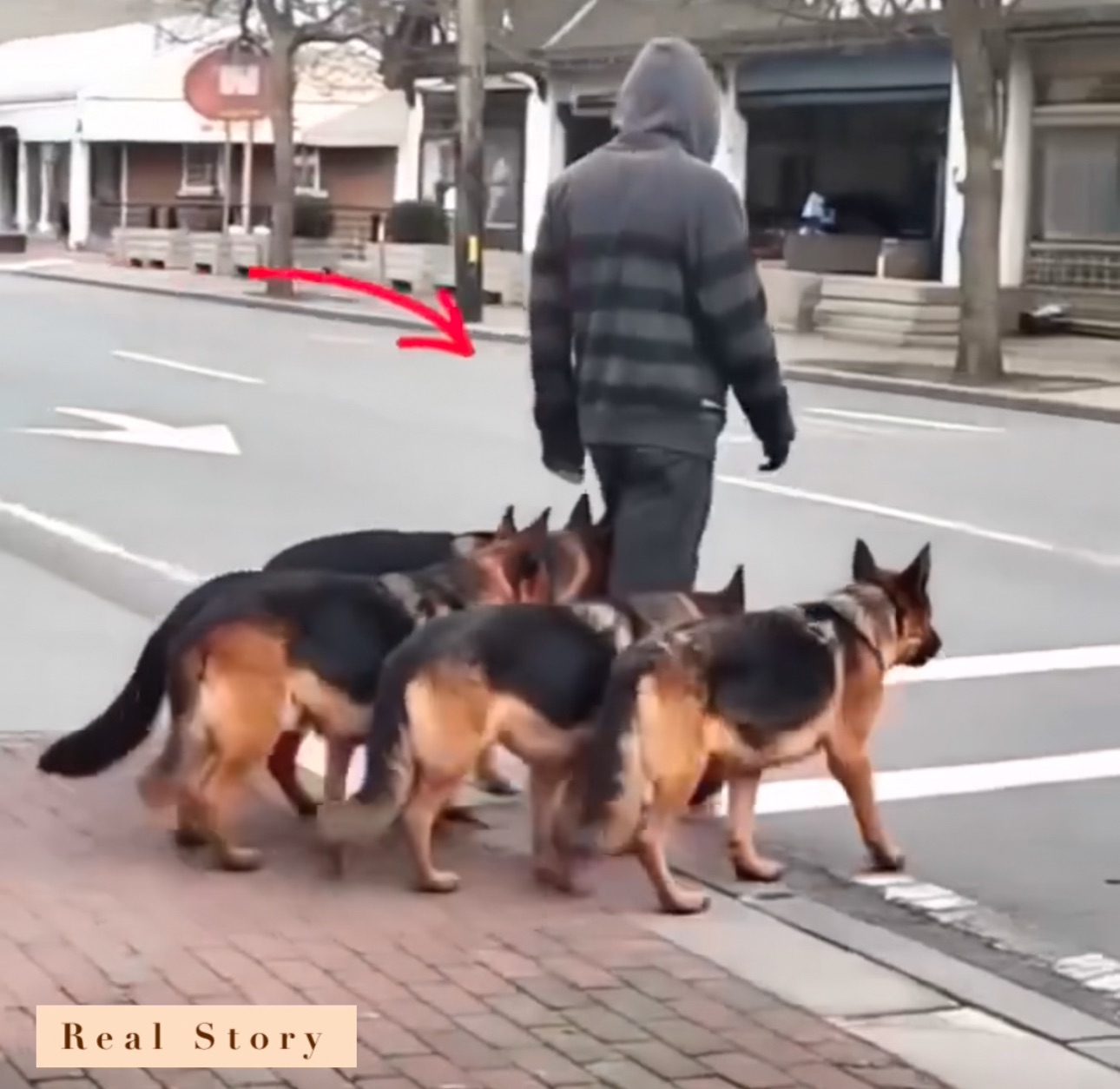 At first, it seemed like he was simply walking his dogs.